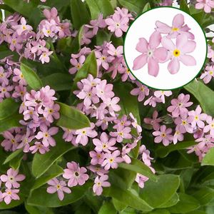 Afbeelding van Myosotis P10.5 Mon amie pink